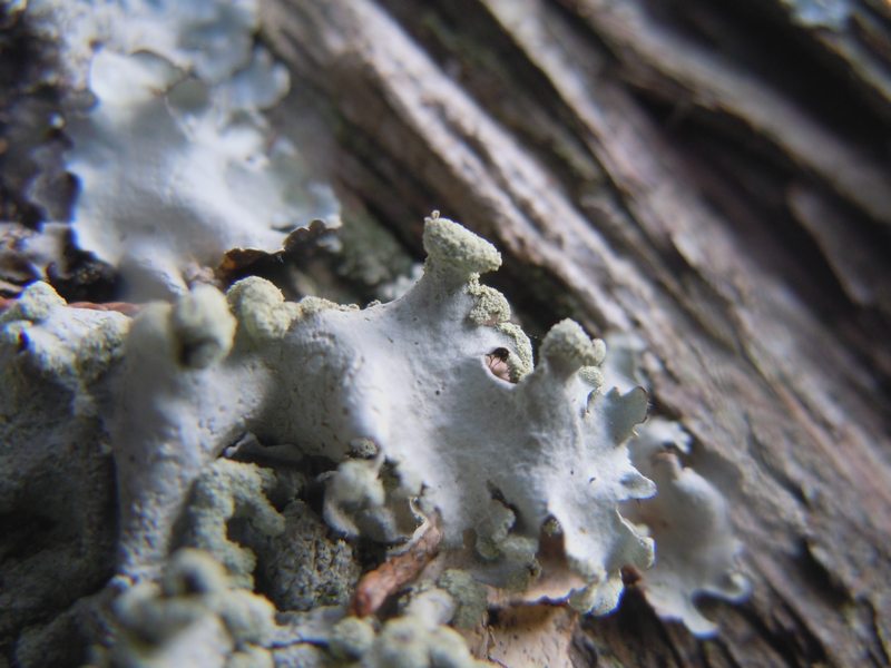 dalle dune di Porto Liscia (Santa Teresa Gallura) 1